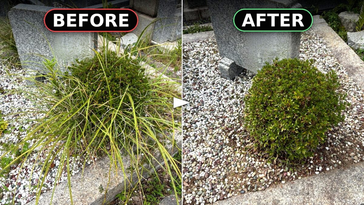 伸びすぎた植木を剪定バサミで丸く整えた神戸市北区鵯越墓園の作業前後の比較写真